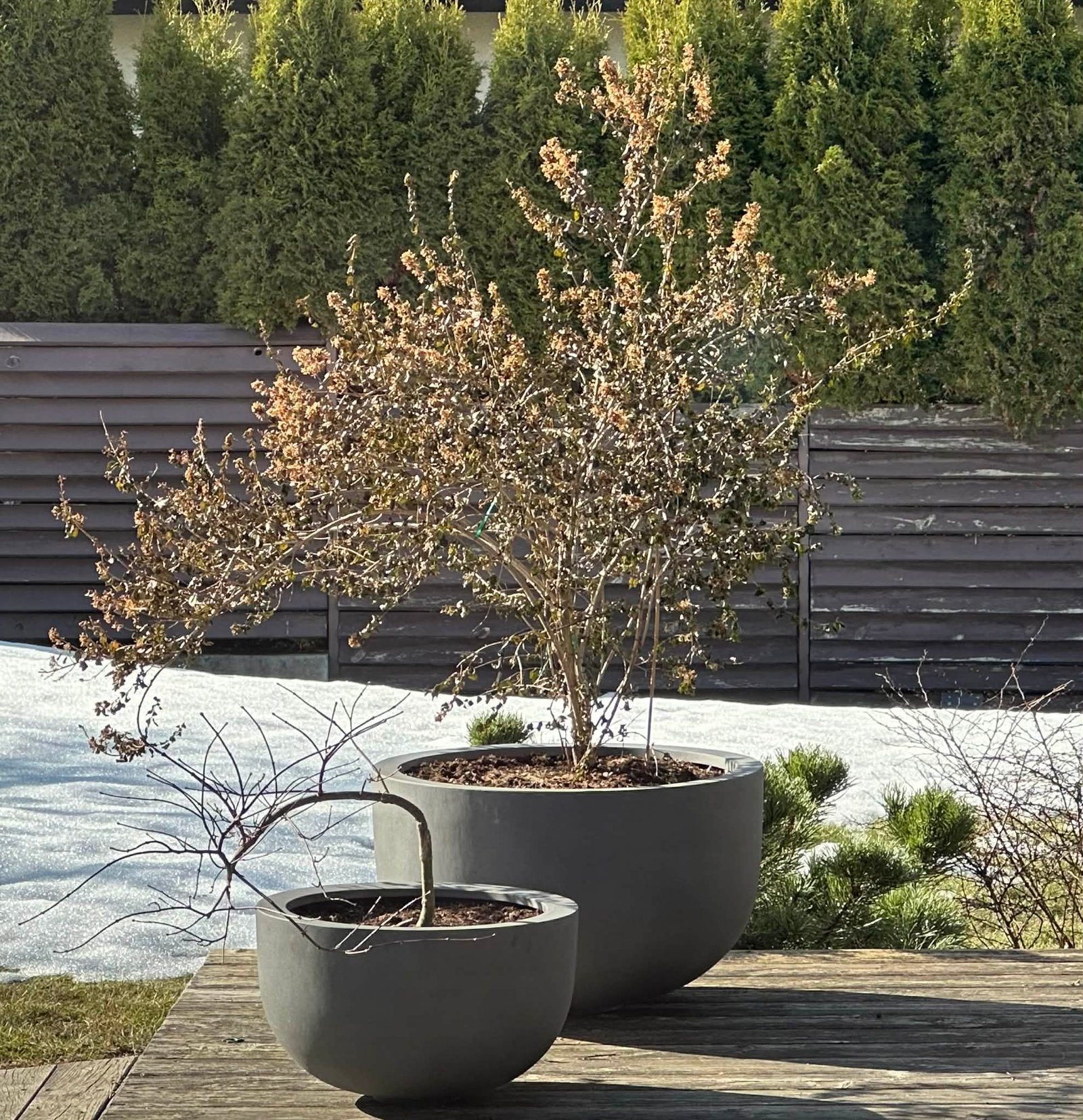 Vazonas BOWL