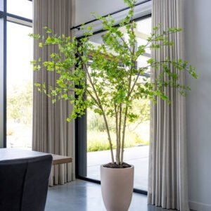 Dirbtinis augalas ENKIANTHUS PERULATUS