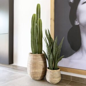 Dirbtinis augalas SANSEVIERIA