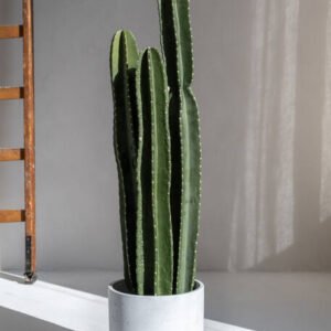 Dirbtinis augalas CACTUS SAN PEDRO