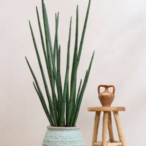 Dirbtinis augalas SANSEVIERIA CYLINDRICA