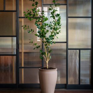 Dirbtinis medis FICUS TRIANGULARIS