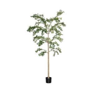 Dirbtinis medis BUCHIDA BUCERAS SHADY LADY