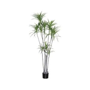 Dirbtinis augalas DRACAENA MARGINATA