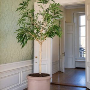 Dirbtinis medis FICUS ALII