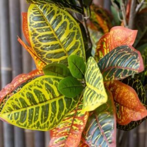 Dirbtinis augalas CODIAEUM