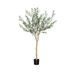 Dirbtinis medis OLEA EUROPAEA