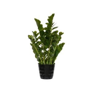 Dirbtinis augalas ZAMIOCULCAS